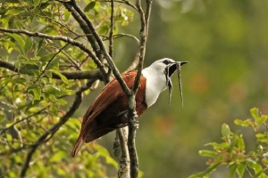 Ringer s tri stupnja on je zvono za ptice Ringer s tri stupnja on je zvono za ptice